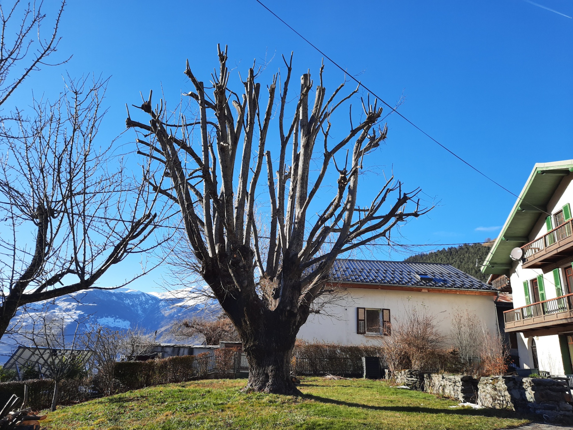 Taille d'un grand arbre en milieu résidentiel