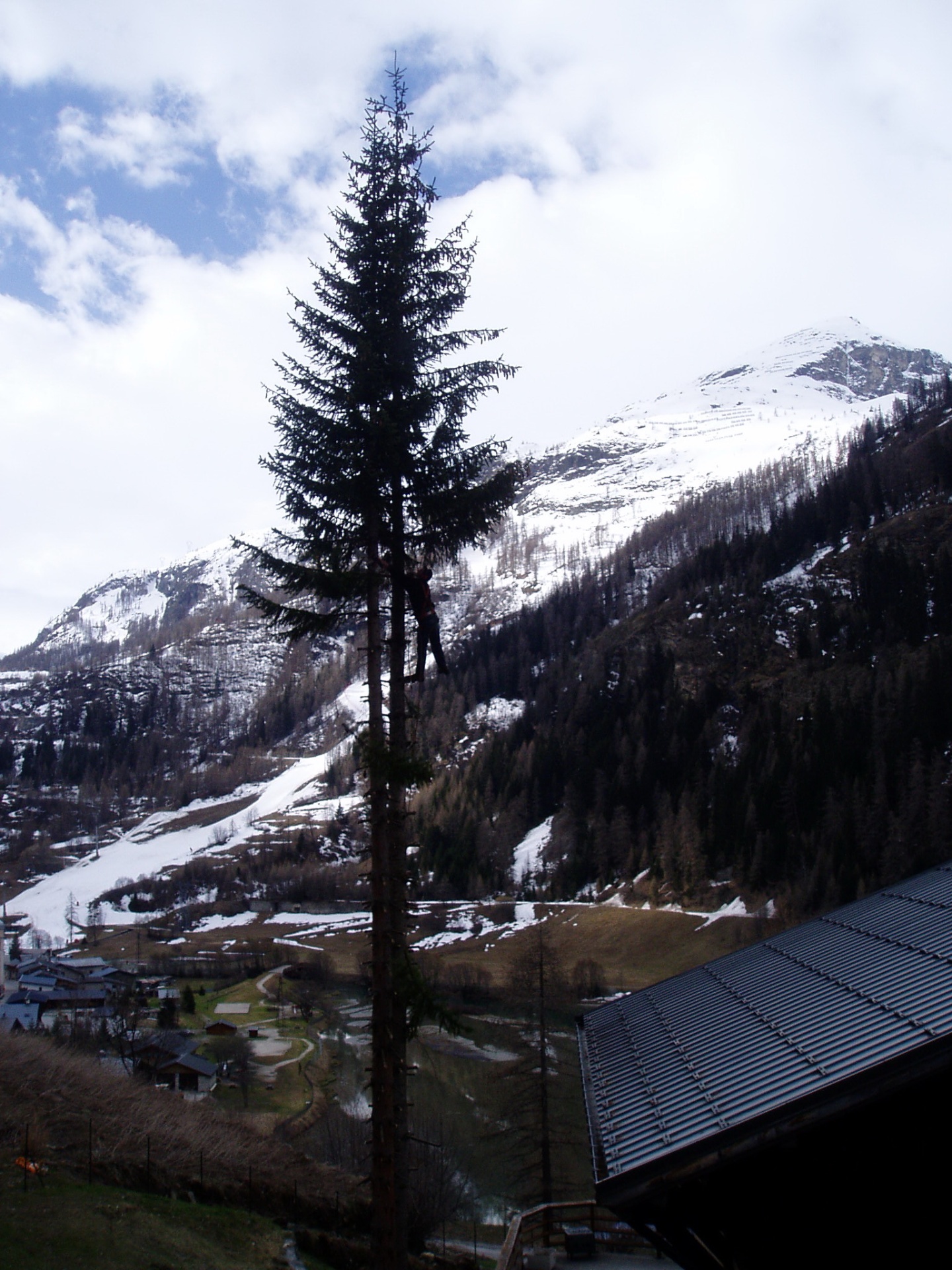Abattage d'un grand conifère en environnement alpin