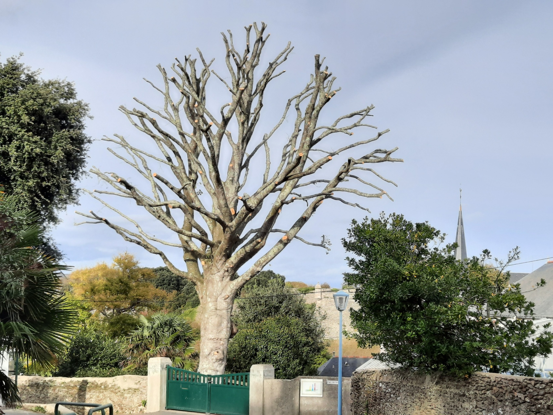 Arbre après une taille sévère