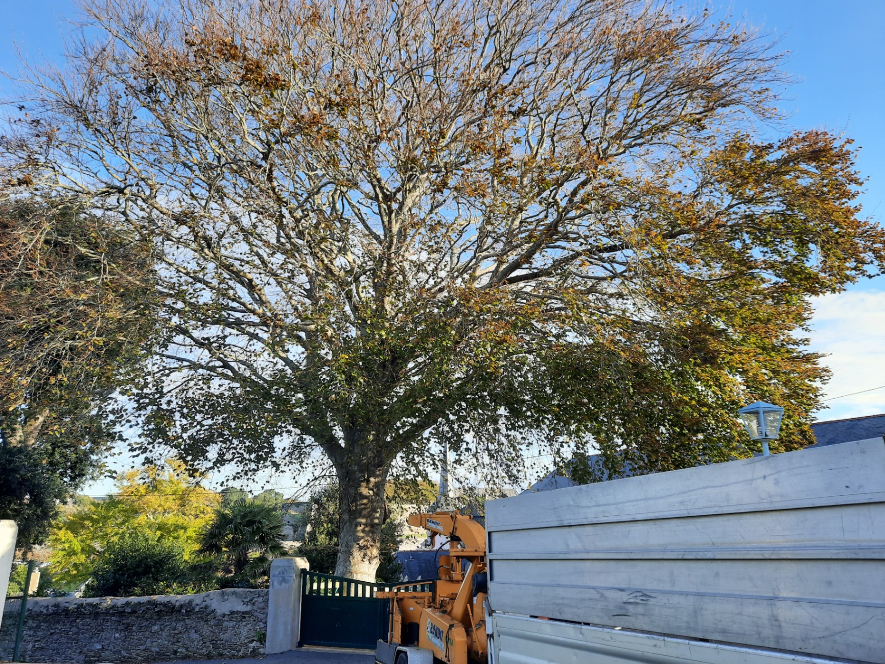 Grand arbre avant intervention de taille