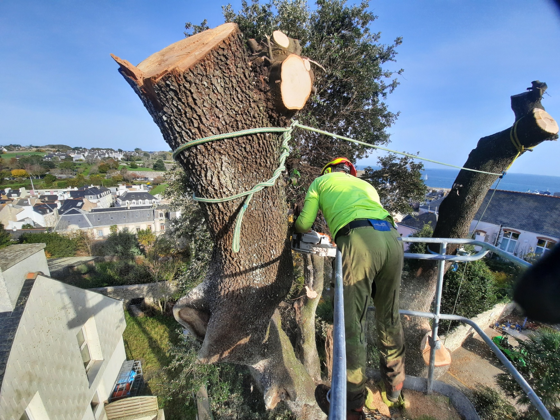 Démontage d'un chêne en bord de mer avec vue sur l'océan